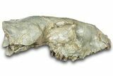 Partial Oreodont (Merycoidodon) Upper Skull - South Dakota #300008-1